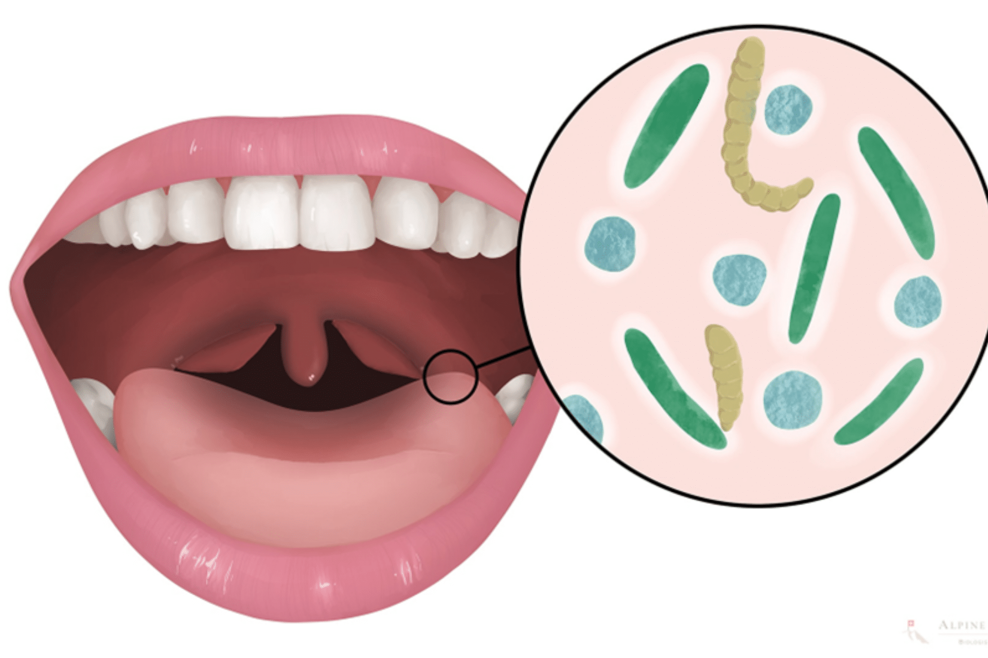 Gesunde Mundflora für Ihre Zahngesundheit